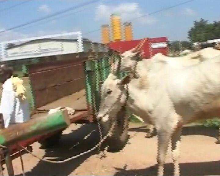 Als Karnataka veröffentlicht Kaveri Wasser. Die Demonstranten verwenden Ochsenkarren um Bangalore-Mysore Autobahn zu blockieren