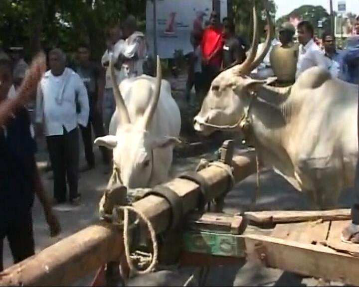 Als Karnataka veröffentlicht Kaveri Wasser. Die Demonstranten verwenden Ochsenkarren um Bangalore-Mysore Autobahn zu blockieren