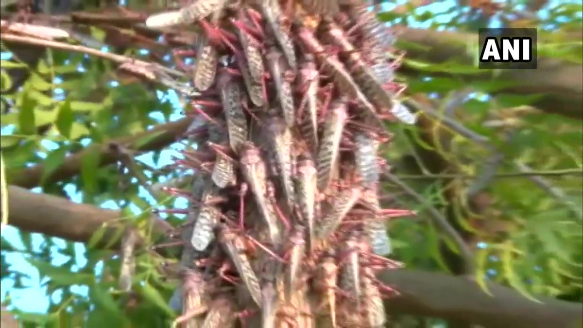 Gujarat: Many villages in Banaskantha hit due to locust attack. Chief Minister Vijay Rupani has held a meeting on the issue